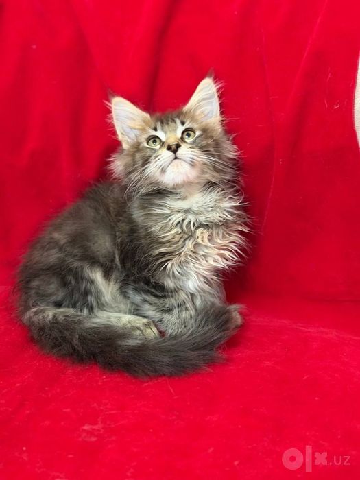 Продажа котят породы Мейя-кунов.