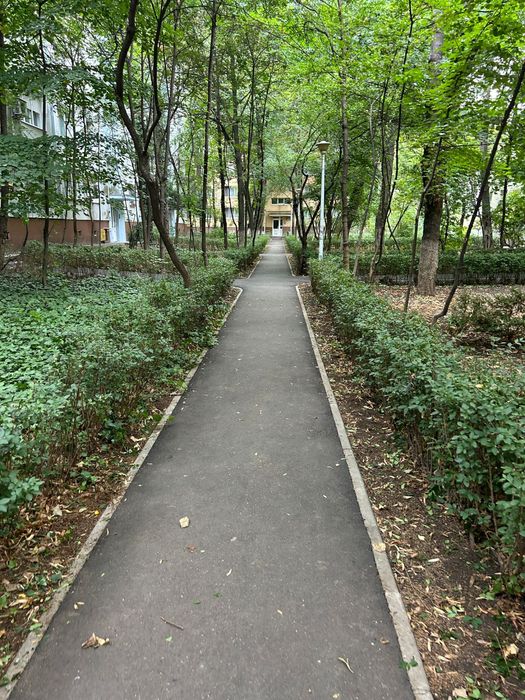 Gard viu -lemn cainesc vesnic verde