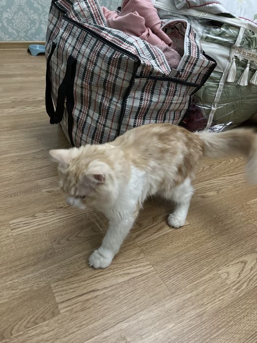 Котенок в добрые руки