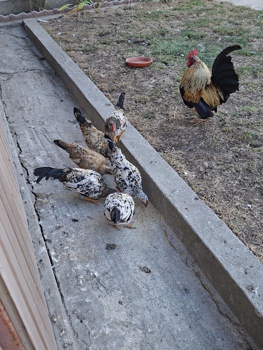 Cocoși de "munte"