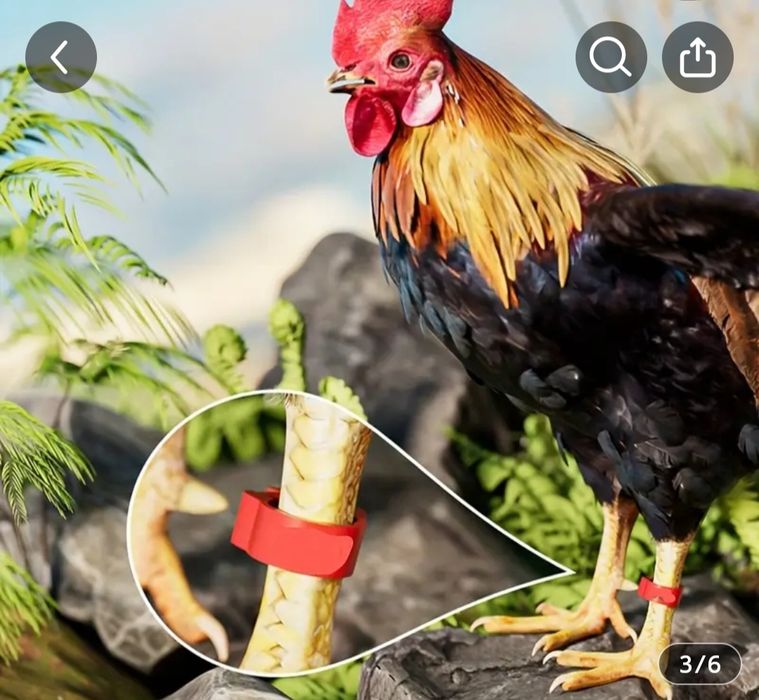 Колца для кур и другие птицы.