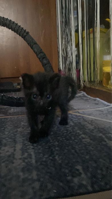 Отдам котенка в добрые руки