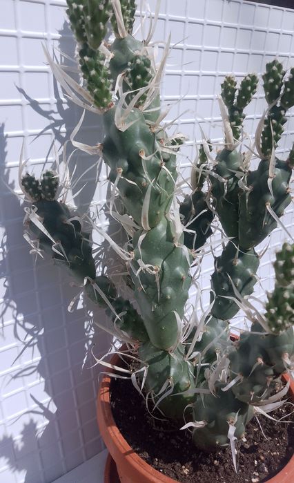 Продавам  кактус