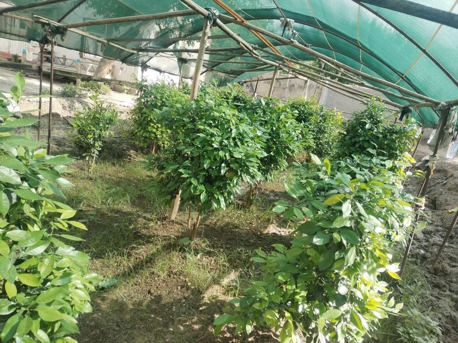 5 yillik limon ko'chatlari
