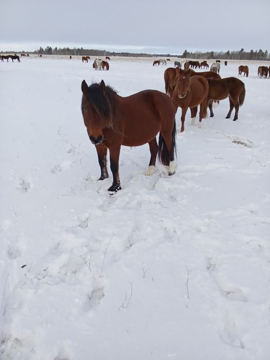 Продам жеребца .