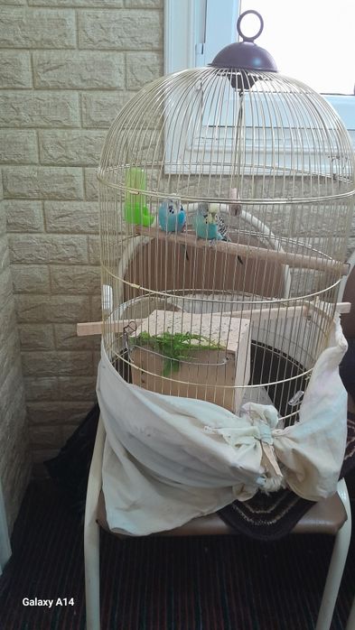 Попугаи волнистые