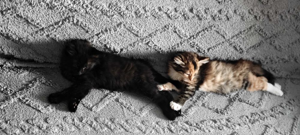 Отдам котят в добрые руки. 3 месяца