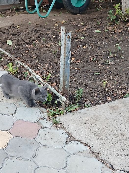 Котик 2 месяца бесплатно