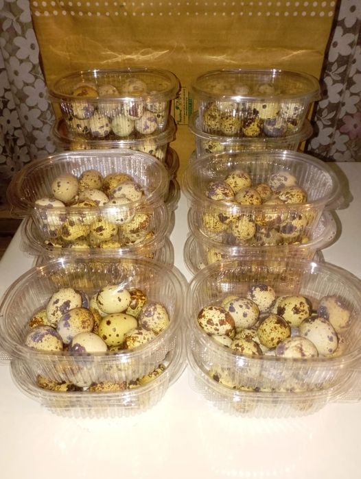 Боденены жумырткасы сатылады