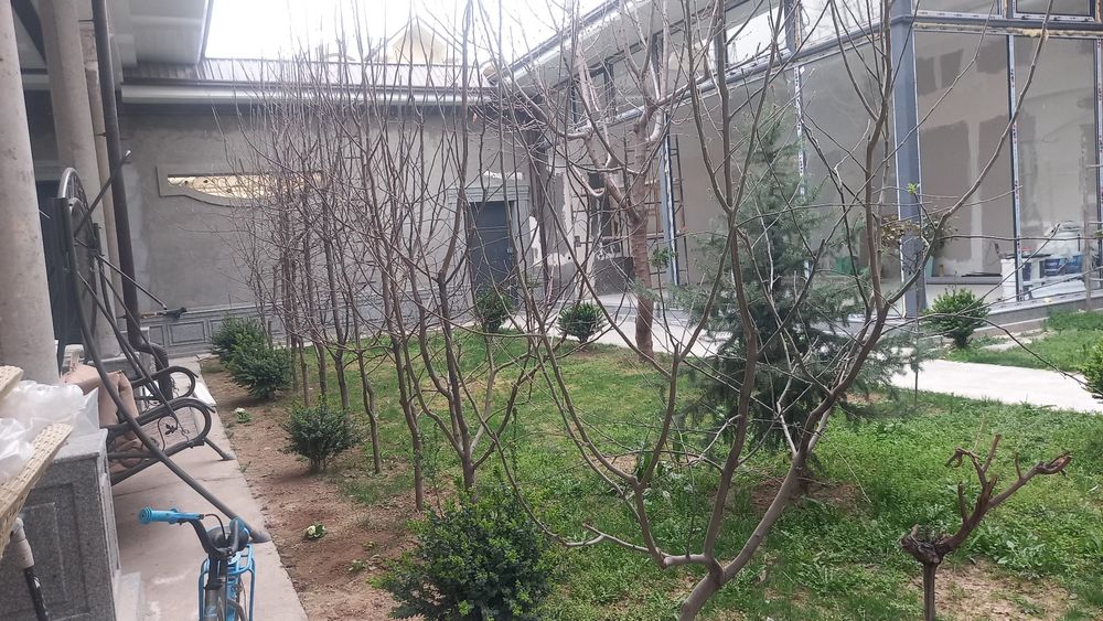 4 йиллик карлик олма  кўчатлари СРОЧНО! Арзон нархда сотилади!!