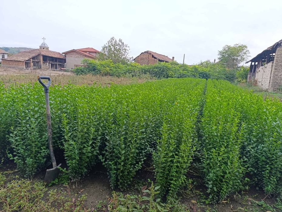 Лигуструм - Жив плет