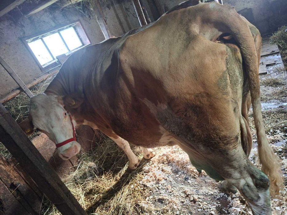 Vaca baltata romaneasca