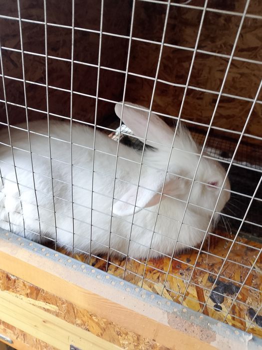 Куëнларимиз сотилади