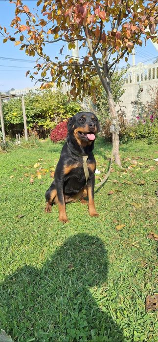 Ротвейлер девочка 1.10