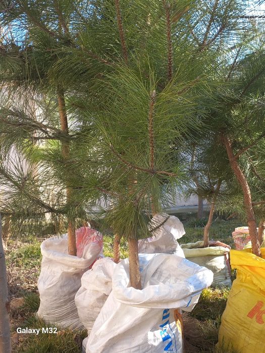 Сосна Крымская,7лет.