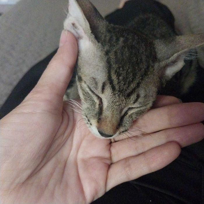 Кот, хороший приучен к лотку