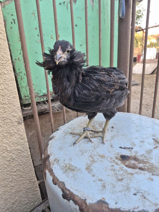 cocosi de vânzare