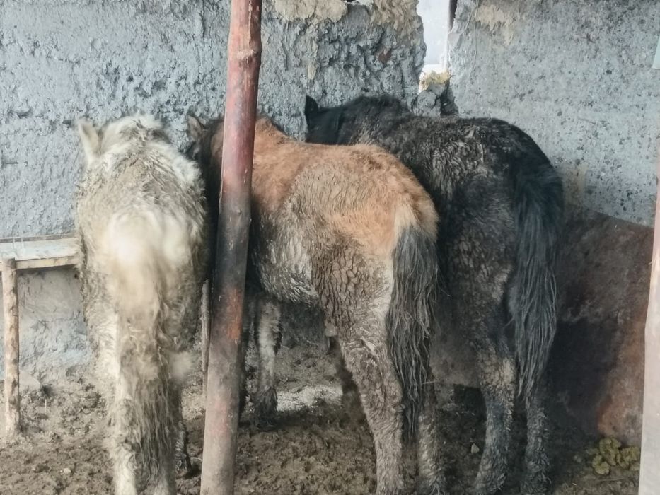 Продам жеребят 270