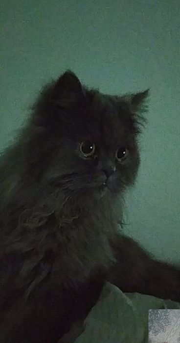 Скоттиш-страйк пушистый