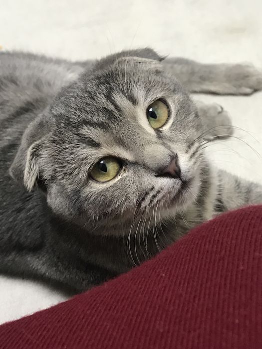 мушук сотилади срочна