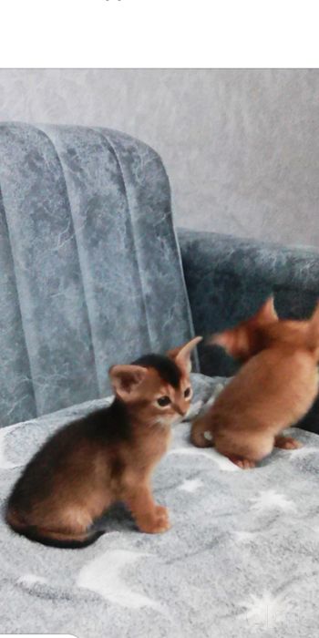 Продаются котята