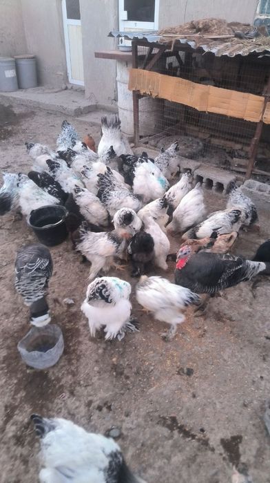 Brama Tovuqlar optim narxlarda  Kelishiladi