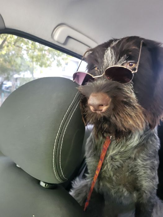 Transport animale domestice NON-STOP