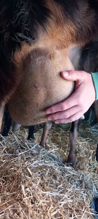 Capre anglo nubiene de lapte