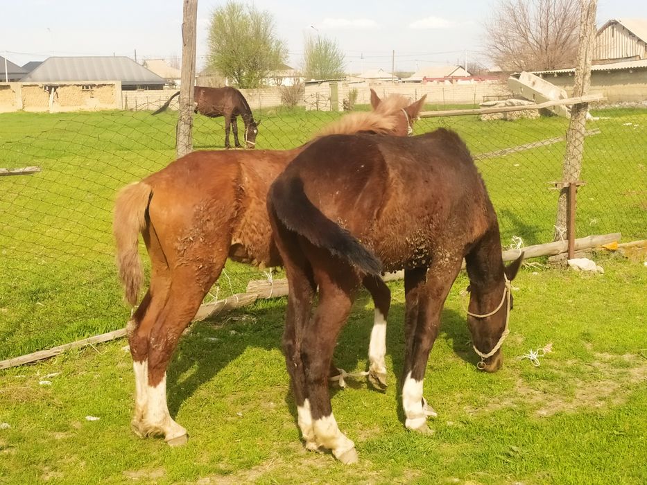 Кунан 2 жасар Сатылады