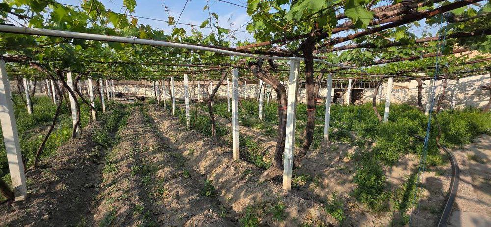 Продается виноградник в городе Фергане