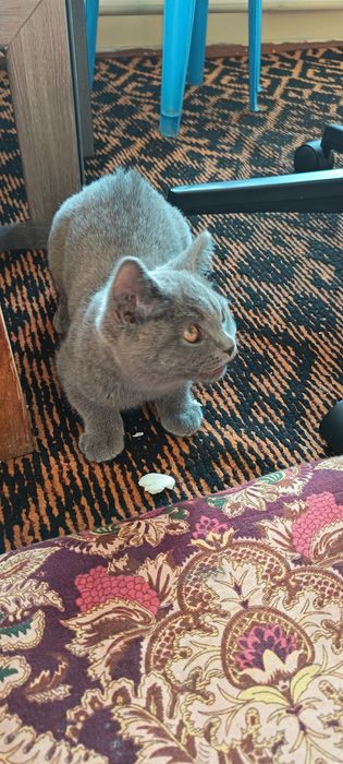 Mushuk sotiladi.  Британская короткошерстная parodasi