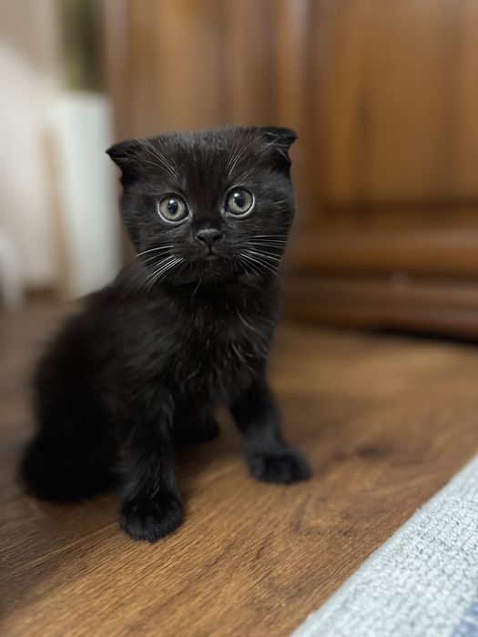 Шотландские вислоухие/прямоухие котята