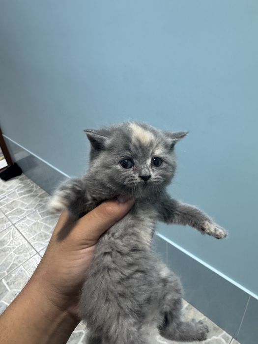 Котяты чистокровные