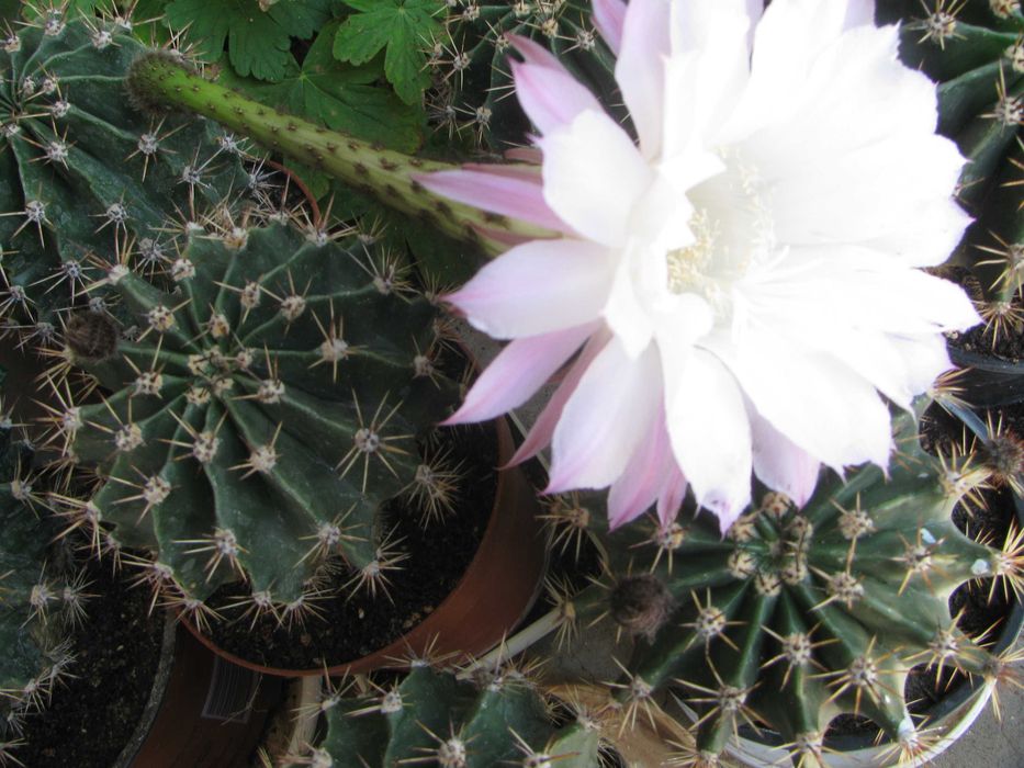 Кактус   Ехинопсис  /  Echinopsis