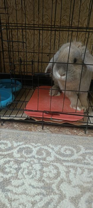 Продам декоративного кролика