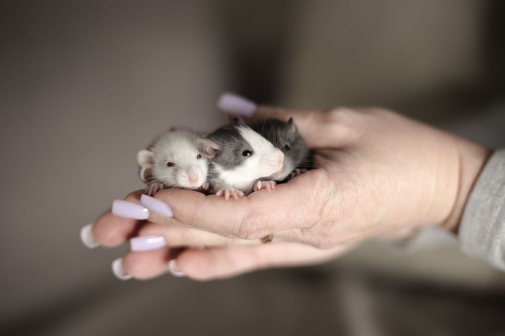 Декоративные крысы дамбо