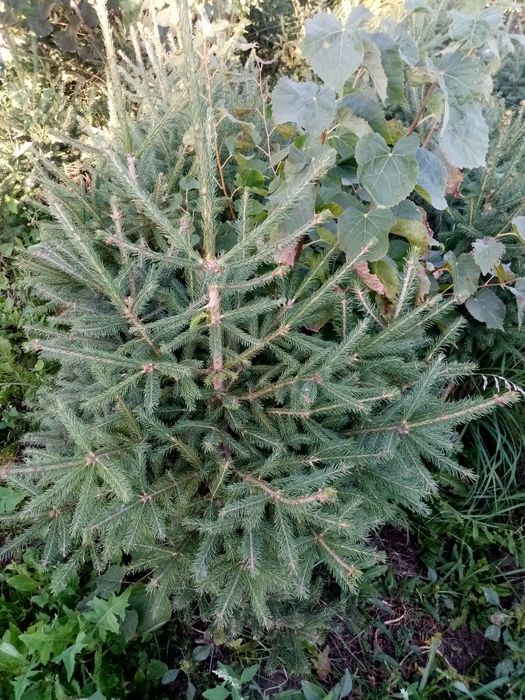 Продам кусты, деревья, липа, Берёза