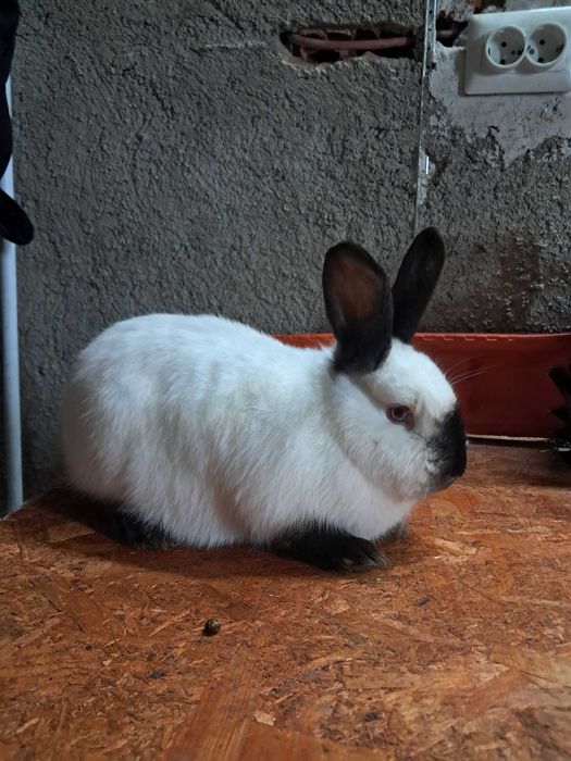 Vând iepuri californian