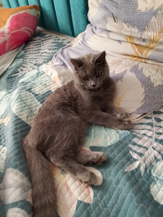 Skottish Flod 6 oylik mushukcha sotiladi