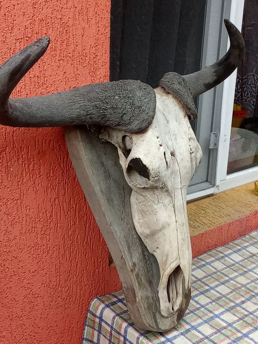 Vind Trofeu Bivol African