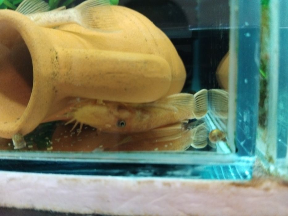 Анциструси супер ред  , обикновени  и скариди  ред чери