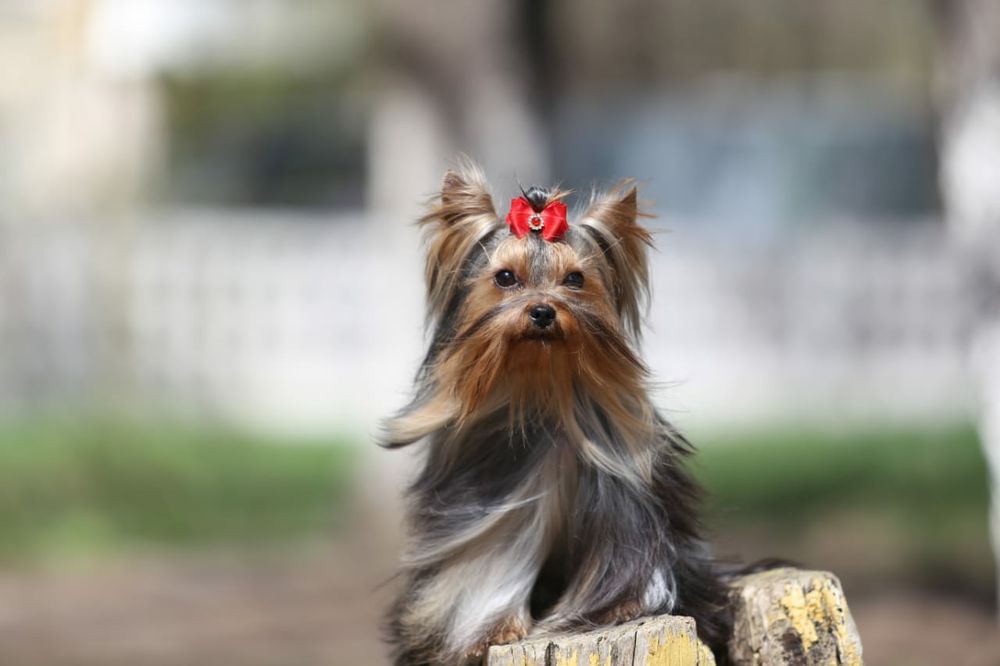 Продам щенков Йорка,бэби фэйс