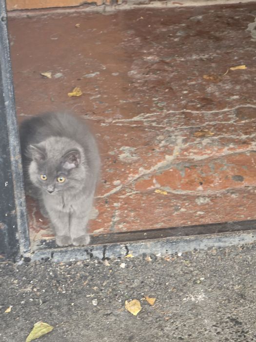 Котёнок дымчатый