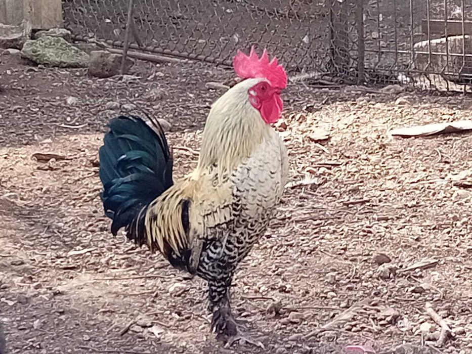 Vând cocoși și găinușe pitice