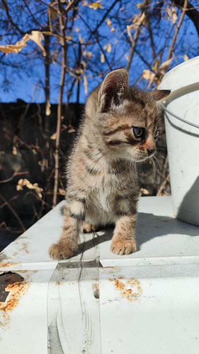 Котята мышеловы, милые пушистики