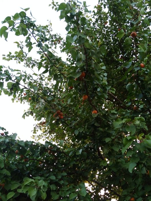 Дача в сабалаке возле трассы