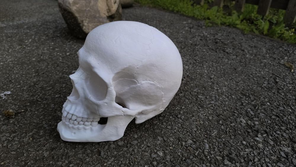 3D принтиран анатомичен череп – детайлен и стилен декор