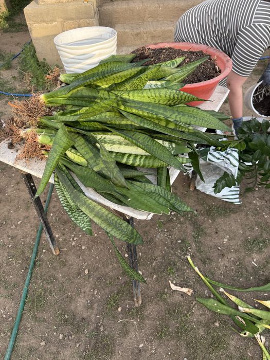 Сансевиерии цветы комнатные