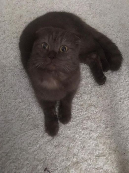 Бесплатно отдам Кота