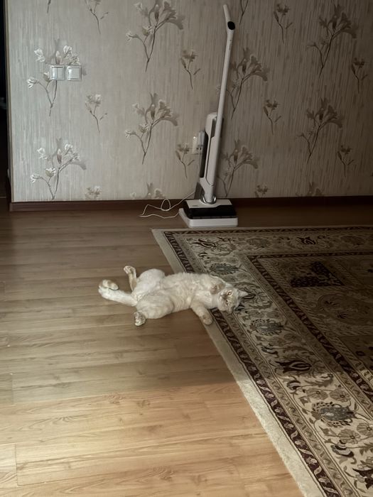 Отдам Кота в ОЧЕНННЬ добрые руки